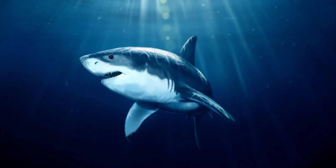 Uyuşturucu Balyalarını Parçalayan Köpek Balıkları Kokainman Oldu!