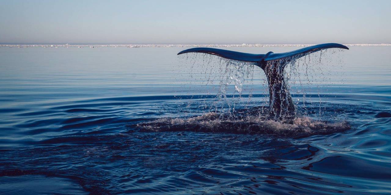 Okyanus Suyu Sıcaklığı 38 Dereceye Yükseldi... Tüm Yılların Rekoru