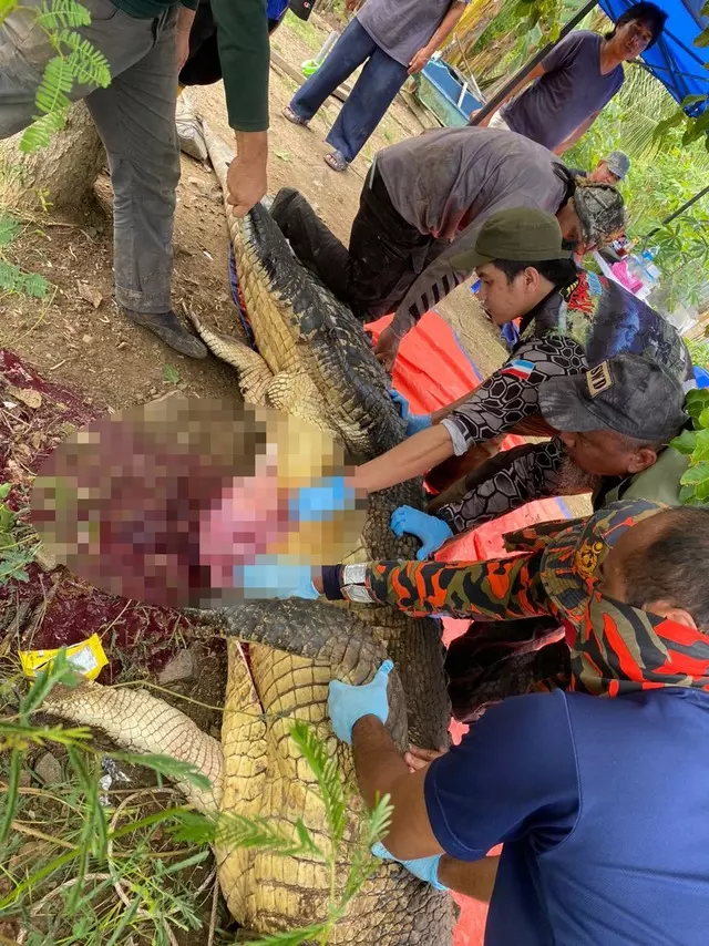 Herkes dört gün önce kaybolan çiftçiyi arıyordu! Adamın cansız bedeni devasa bir timsahın midesinden çıktı