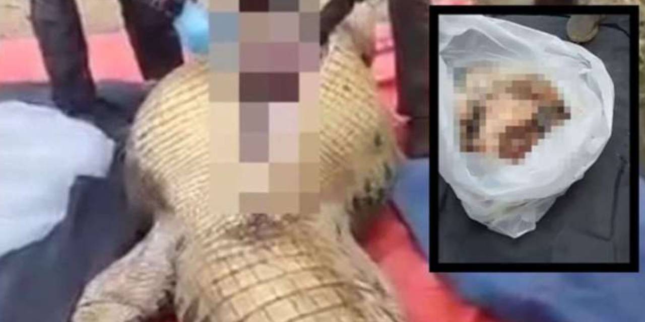 Kayıp çiftçiyi timsah yemiş! 4 metrelik timsahın midesinden çıktı