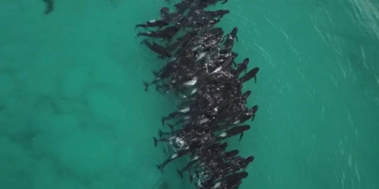 51 Pilot Balina Öldü, 46'sı İçin Zaman Tükeniyor