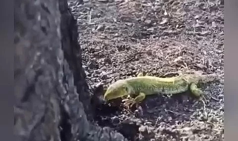 Yangından etkilenen kertenkeleyi su ile serinletti