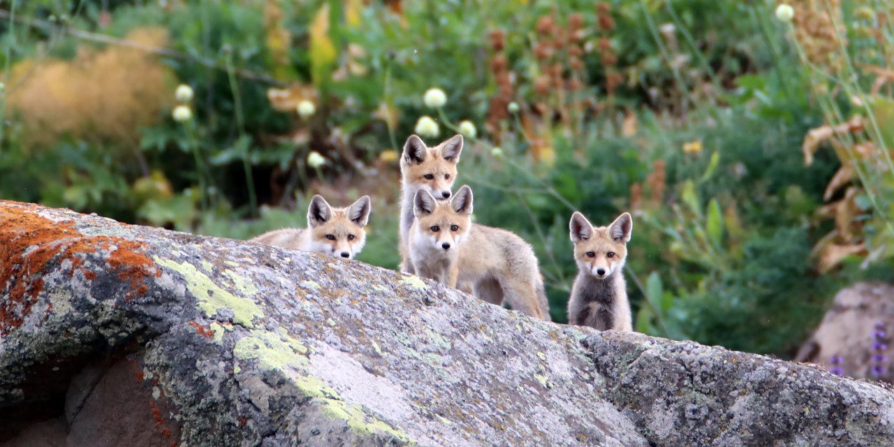 Gezintiye Çıkan Yavru Tilkiler Kameralara Böyle Poz Verdi