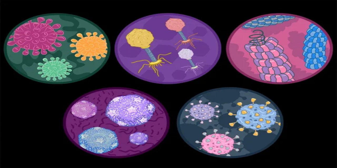 İnsan sağlığına faydalı olan ve insan sağlığını tehdit eden virüslere karşı savaşan 7 virüs...