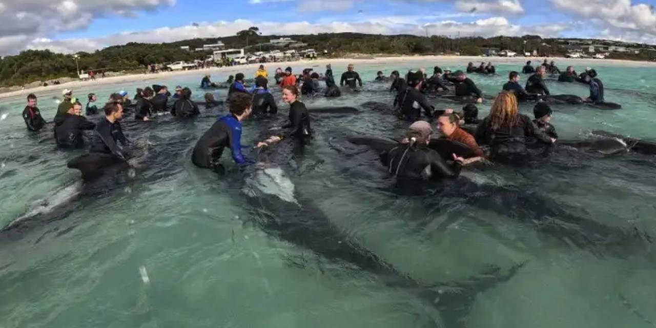Kötü haber geldi, karaya vuran pilot balinalar kurtarılamadı! Ötenazi uygulandı