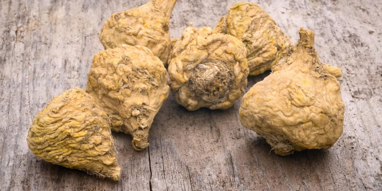 Sosyete Bitkisi: Maca Kökü ...Maca Kökü Niye Bu Kadar Popüler Oldu?