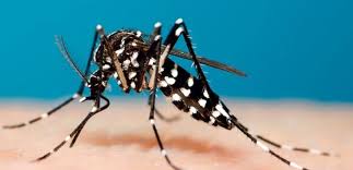 Bu Isırığa Dikkat! Kaşıntısı Hiçbir Şeye Benzemiyor