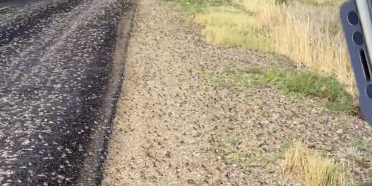 Sıradışı görüntü: Yüzbinlerce kurbağa yolu kapladı, sürücüler şaşkına döndü