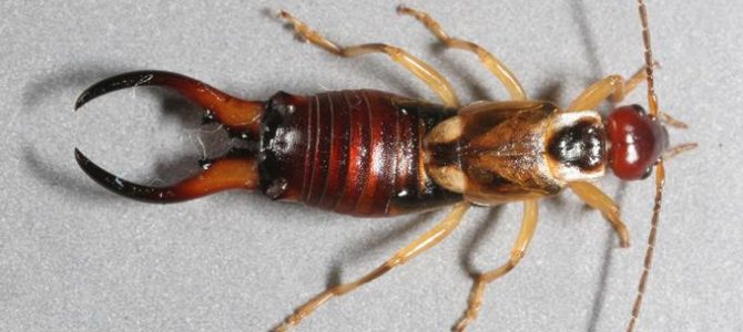 Kulağa kaçan böcekler beyne kadar ilerler mi? Bir hamam böceği ya da örümcek, ayakları ile kulağınızı kaşıyor olabilir...