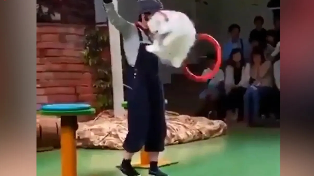 Fizik kurallarını alt üst eden kedi kahkahaya boğdu