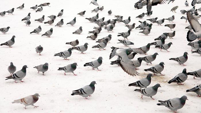 Gizli baykuşu 4 saniyede bulabilir misin? Optik illüzyon: Keskin gözlere sahip olanlar bulabiliyor