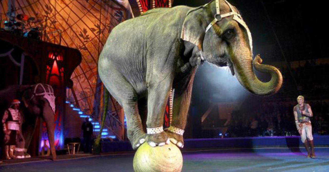 Fil sirkten firar etti! Halk tedirgin