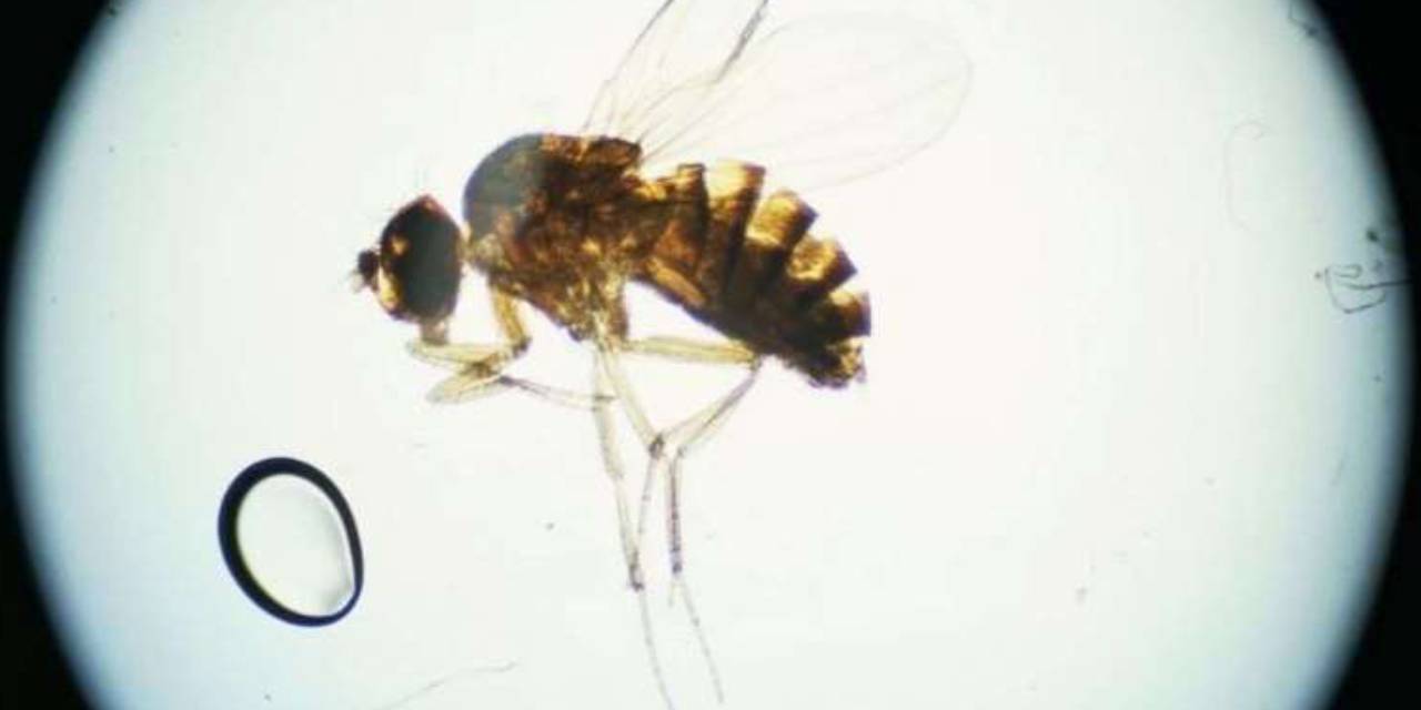 Kingdom Come KING COURTNEY Mission Questline