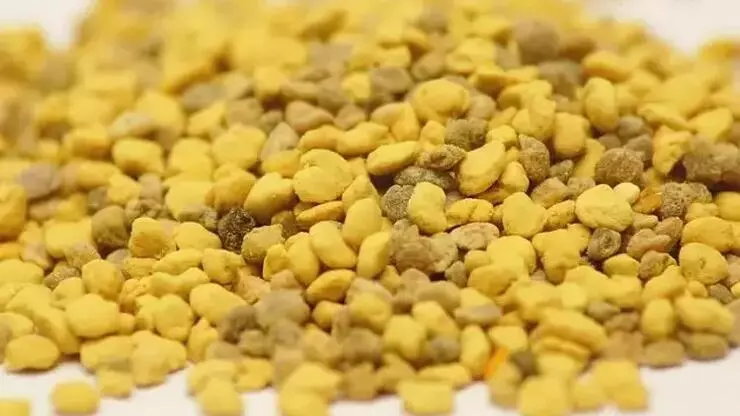 Antik yıllarda 'Tanrıların Besini' deniyordu şimdi kıymeti bilinmiyor