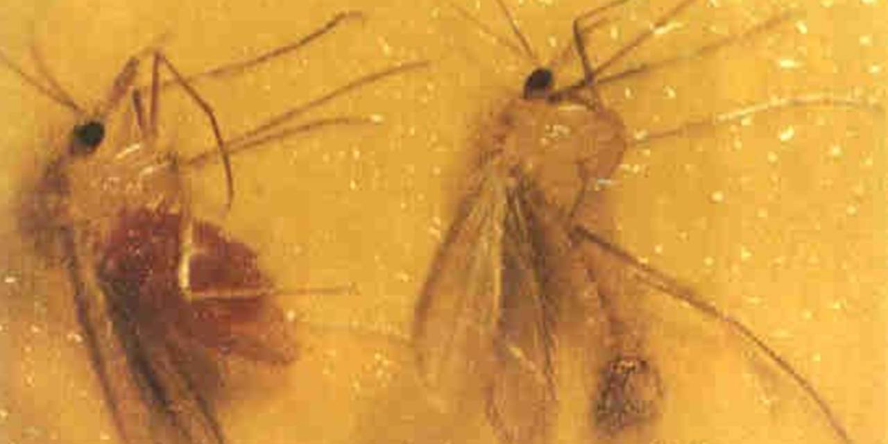 Bu Sineğe Dikkat! Dalakta Ve Karaciğerde Büyümeye Neden Oluyor!