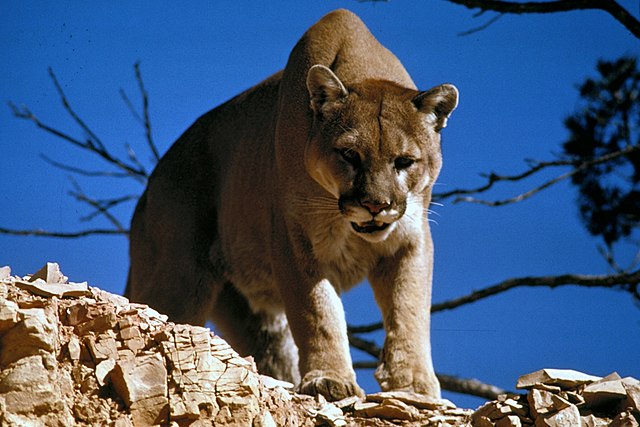 Annesiyle kamp yapan küçük çocuğa puma saldırdı! Çocuk yaralı, puma aranıyor.. Kampçılar tahliye edildi, bölge kapatıldı
