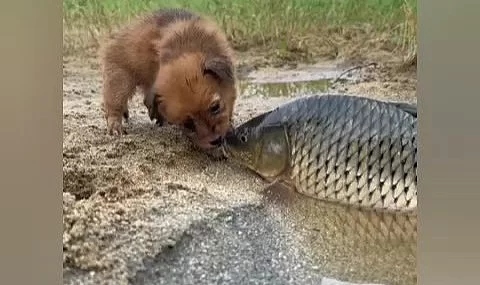 Köpek ve balığın dostluğu görenleri hayretlere düşürdü