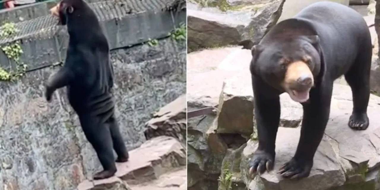 Hayvanat bahçesindeki ayılardan bazıları kostüm giymiş insanlar mı? Şoke eden iddiaya açıklama