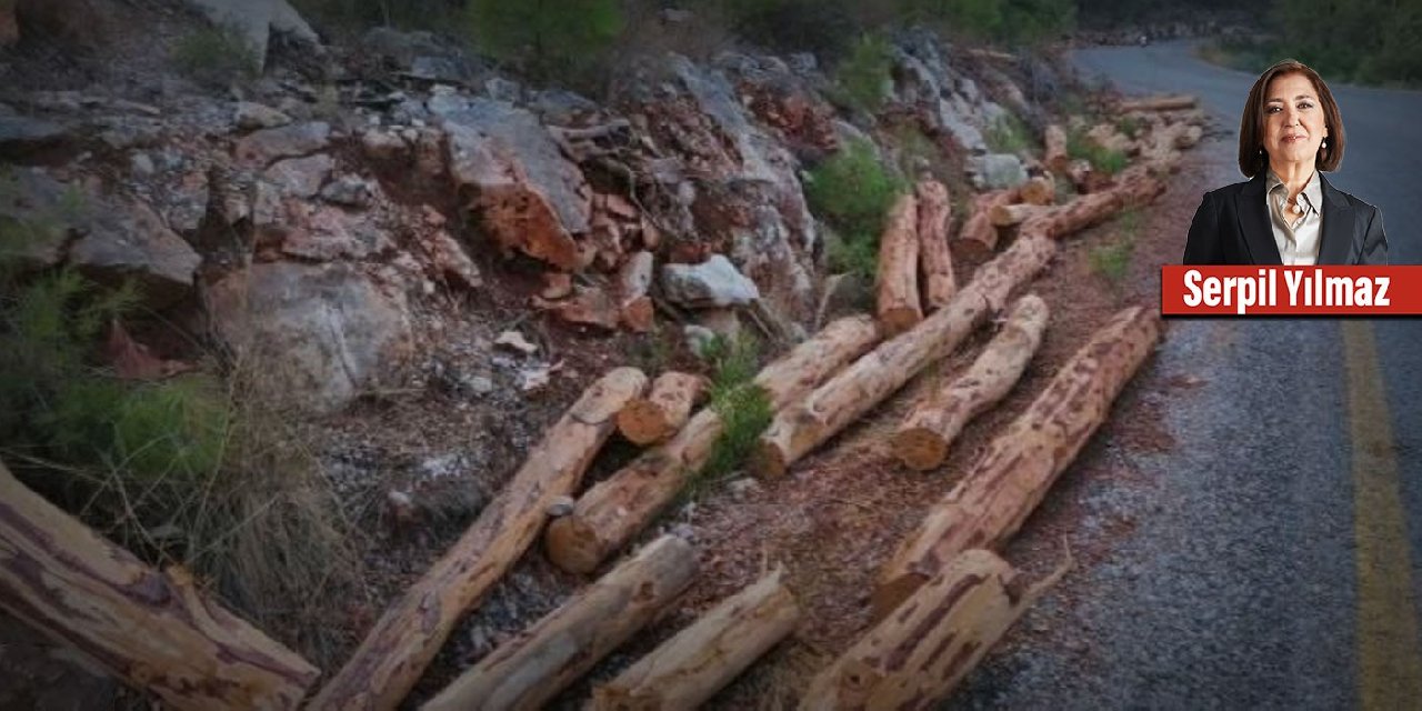 Ağaçları Kesmek Pahalıya Malolacak