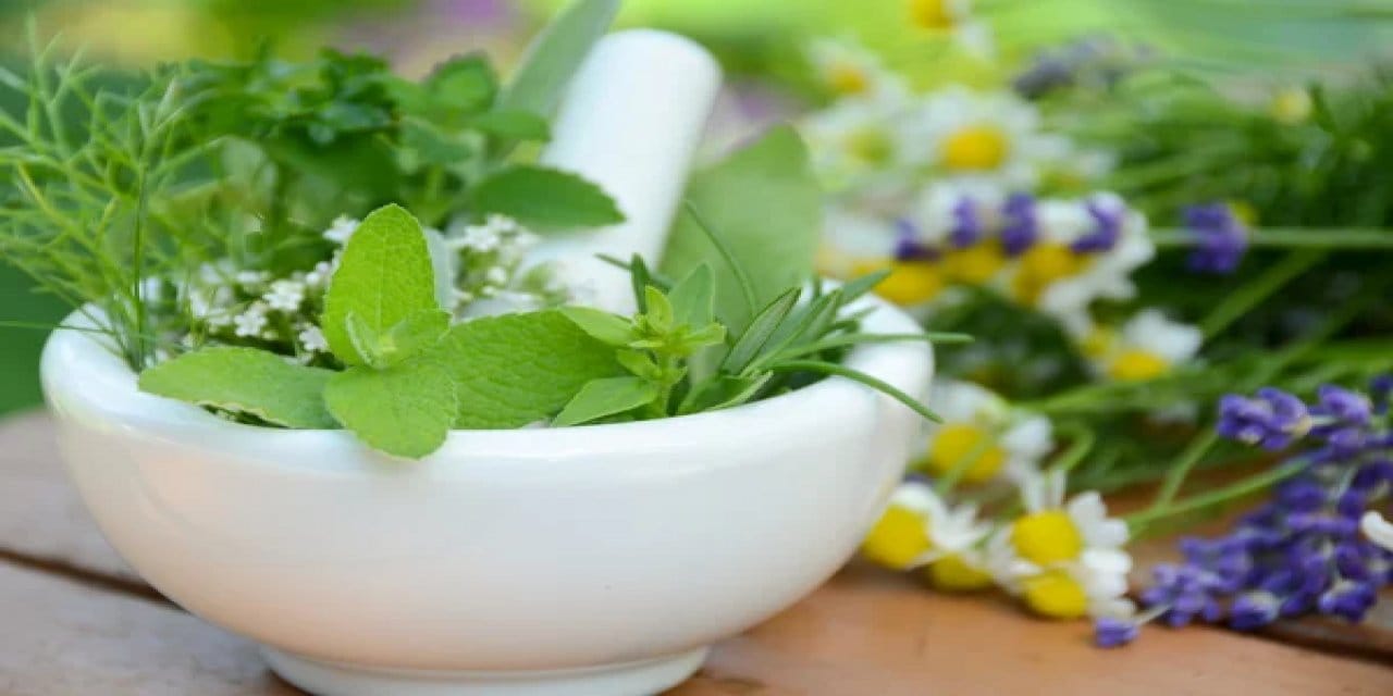 Ağrı kesiciden kalp hastalığına kadar  tedavi edici olduğu bilimsel olarak kanıtlanmış dört bitki...