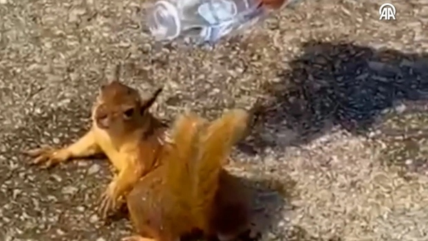 Sıcaktan etkilenen sincabın yardımına belediye işçileri yetişti