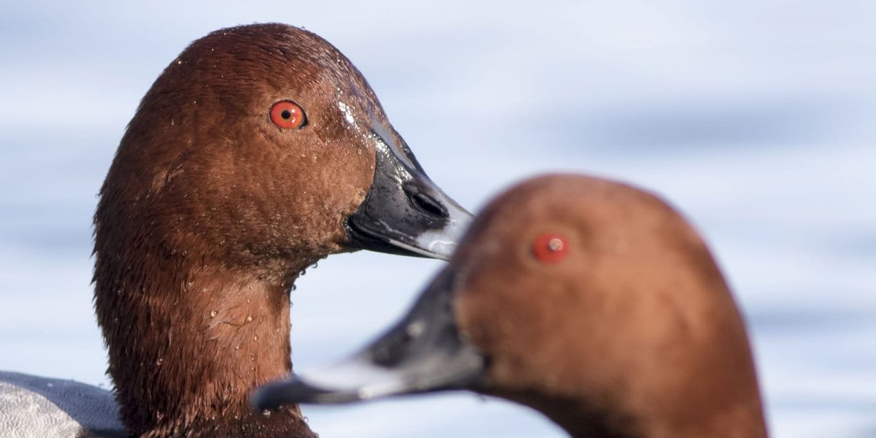 31 Kuş Ve 4 Memeli Türü Av Listesinde