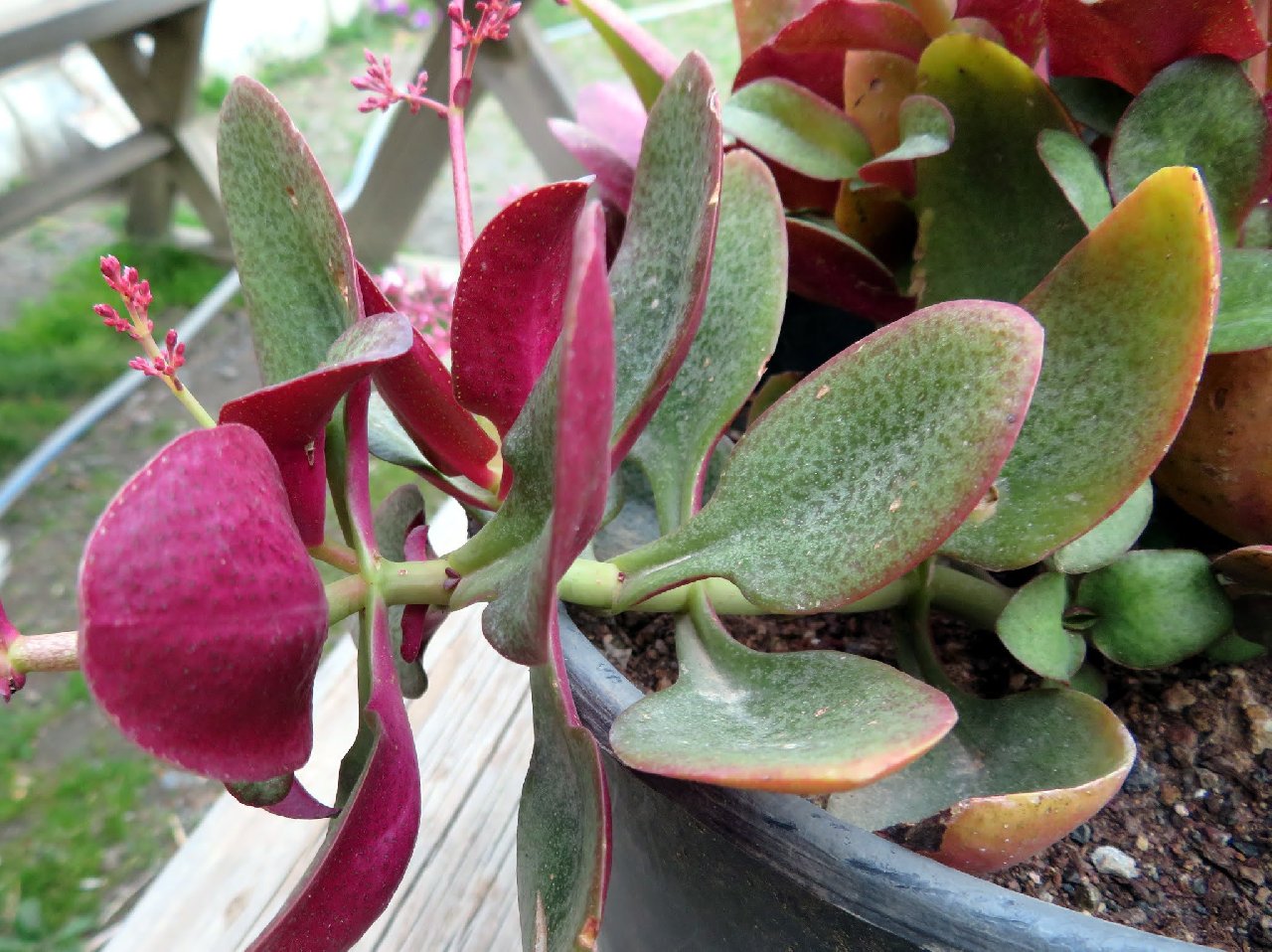 Eve Para, Bereket ve Şans Getirdiğine İnanılıyor! Olağanüstü Güzelliğiyle Evinizin Havasını Değiştirecek