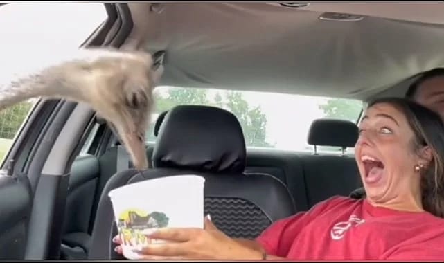 Safari turuna çıkan çiftin o anları viral oldu; arabalarına hangi hayvan gelmedi ki...