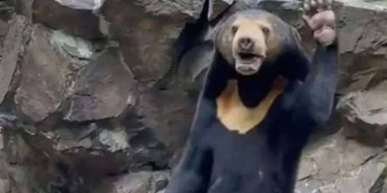 Ayı mı yoksa insan mı? Hayvana bahçesi açıklama yapmak zorunda kaldı! Görmek için akın ettiler, ziyaretçi sayısında patlama oldu