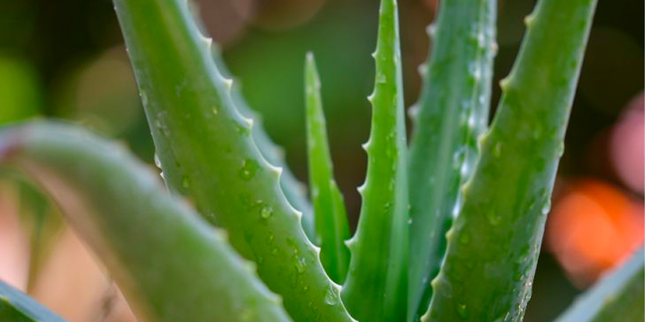 Evinizde yoksa hemen yetiştirmeye başlamalısınız: Her hastalığa tek başına çare oluyor!
