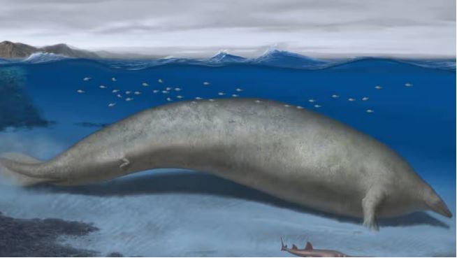 Dünyadaki En Ağır Canlı