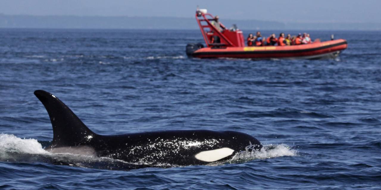 Bilim İnsanlarına Göre Katil Balinaların 'Teknelere Neden Saldırdığını' Açıkladı