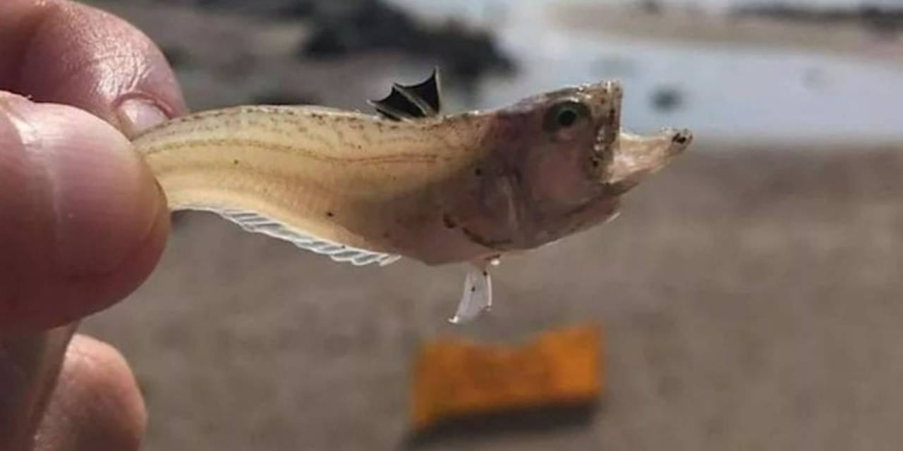 Korkutan Uyarı: Sahilde Yürürken Bunlara Dikkat Edin