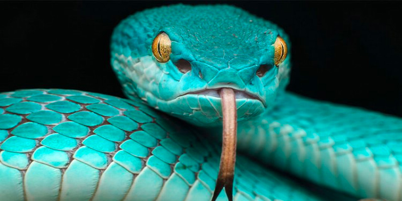 İlginç araştırma: Her 1 derece sıcaklık artışında bir yılan tarafından ısırılma olasılığı yüzde 6 artıyor