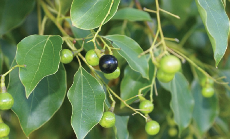 Tam Bir Doğal Sinek Kovucu... 3 Farklı Kullanımıyla Bu Bitkiden Faydalanın! Sineklerden Kolayca Kurtulacaksınız
