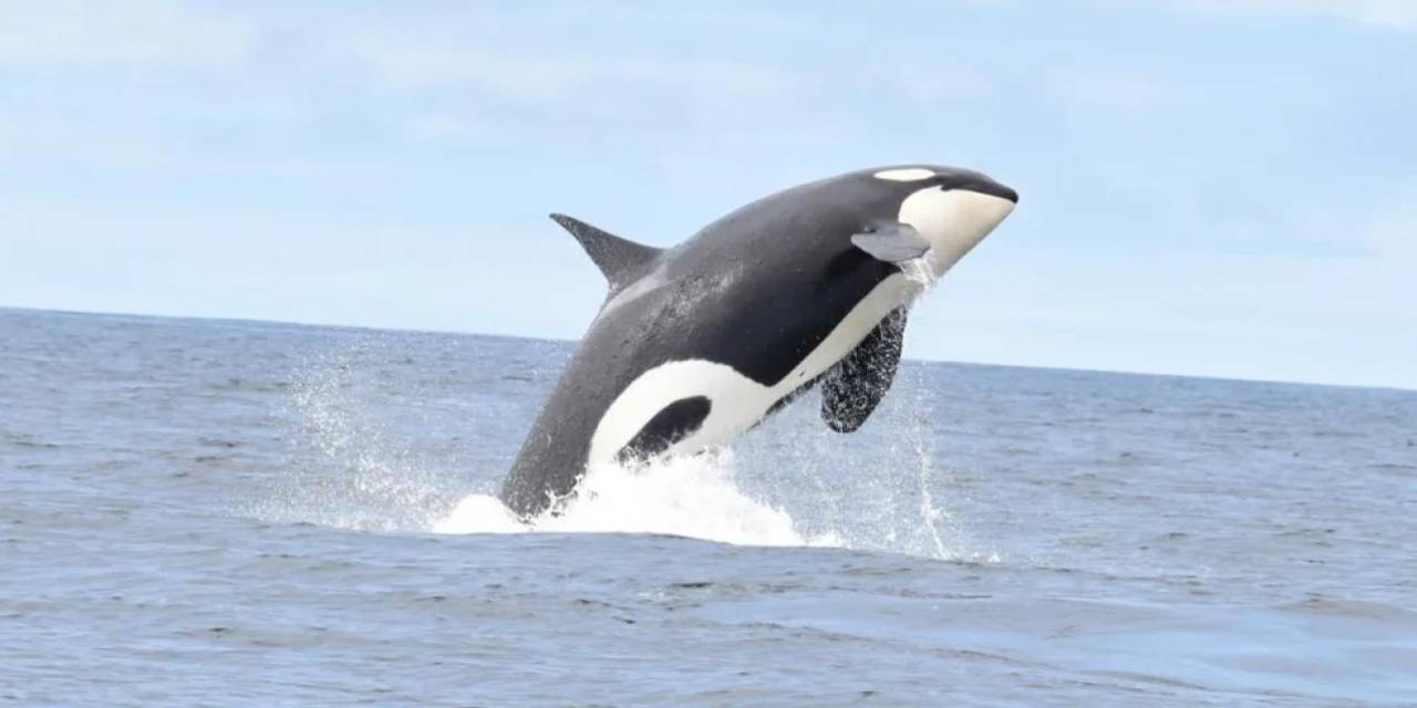 Her şey saniyeler içinde olup bitti! Balina köpekbalığına saldıran orka, onun karaciğerini yedi