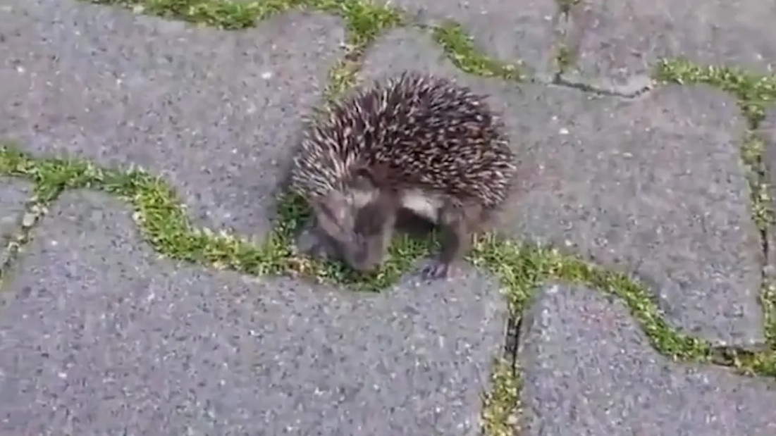 Sıcaktan baygınlık geçiren kirpinin yardımına böyle yetişti