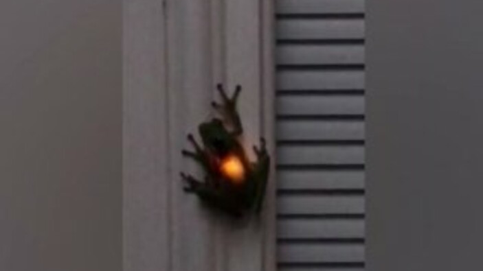 Ateş böceği yiyen kurbağanın görüntüleri izlenme rekoru kırdı