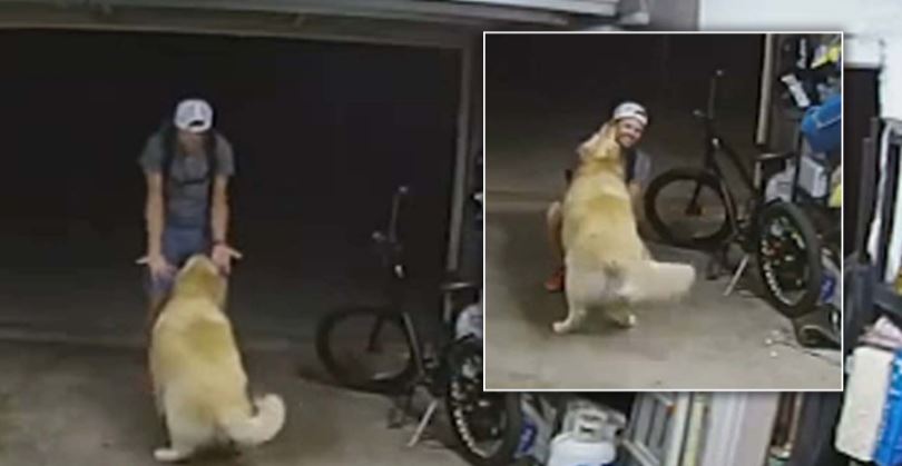 Hırsızla Golden'ın Karşılaşması Sevgi Yumağına Dönüştü