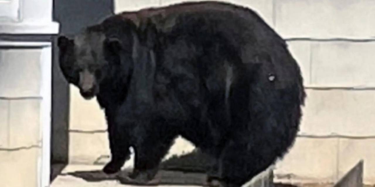 21 evi talan etmişti, dev ayı sonunda yakalandı: Tank Hank