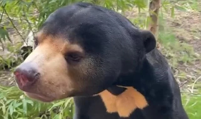 İnsana benzeyen ayının yeni görüntüleri yayınlandı