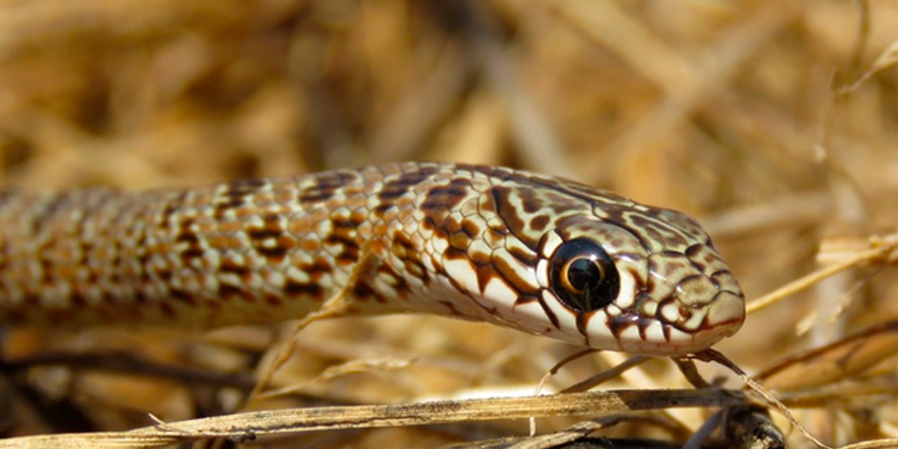 Yavrularını Kurtarıp Kendini Pitona Feda Eden Anne Ördek, İzlenme Rekoru Kırdı