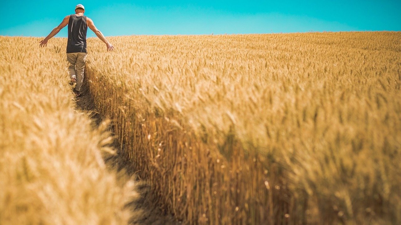 Uzmanı Buğday Fiyatını Duyurdu: Üreticiye Kara Haberi Verdi