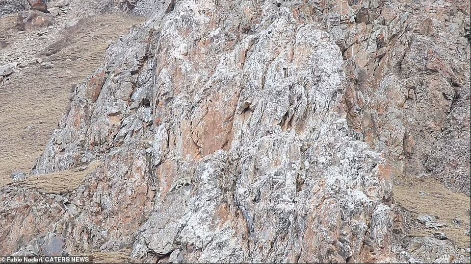 Kar Leoparını Görebilir Misin? Bu Kılık Değiştirme Ustasını Bulabilmek Neredeyse İmkansız!