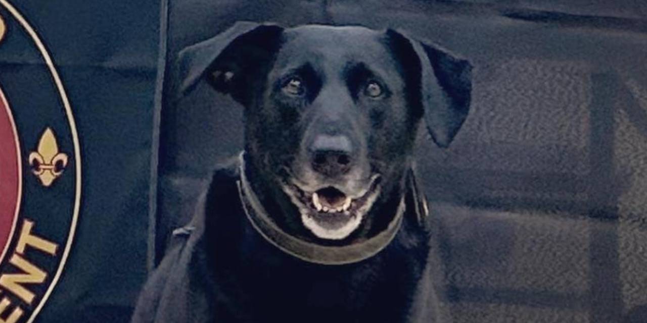 Köpek, golf arabasıyla 4 yaşındaki çocuğu ezdi! Bir anda arabaya atlayıp gaza bastı