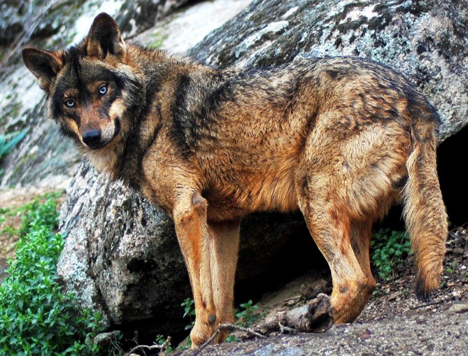 Dünya Adına Utanç Verici! Öyle Bir Hayvan Artık Yok