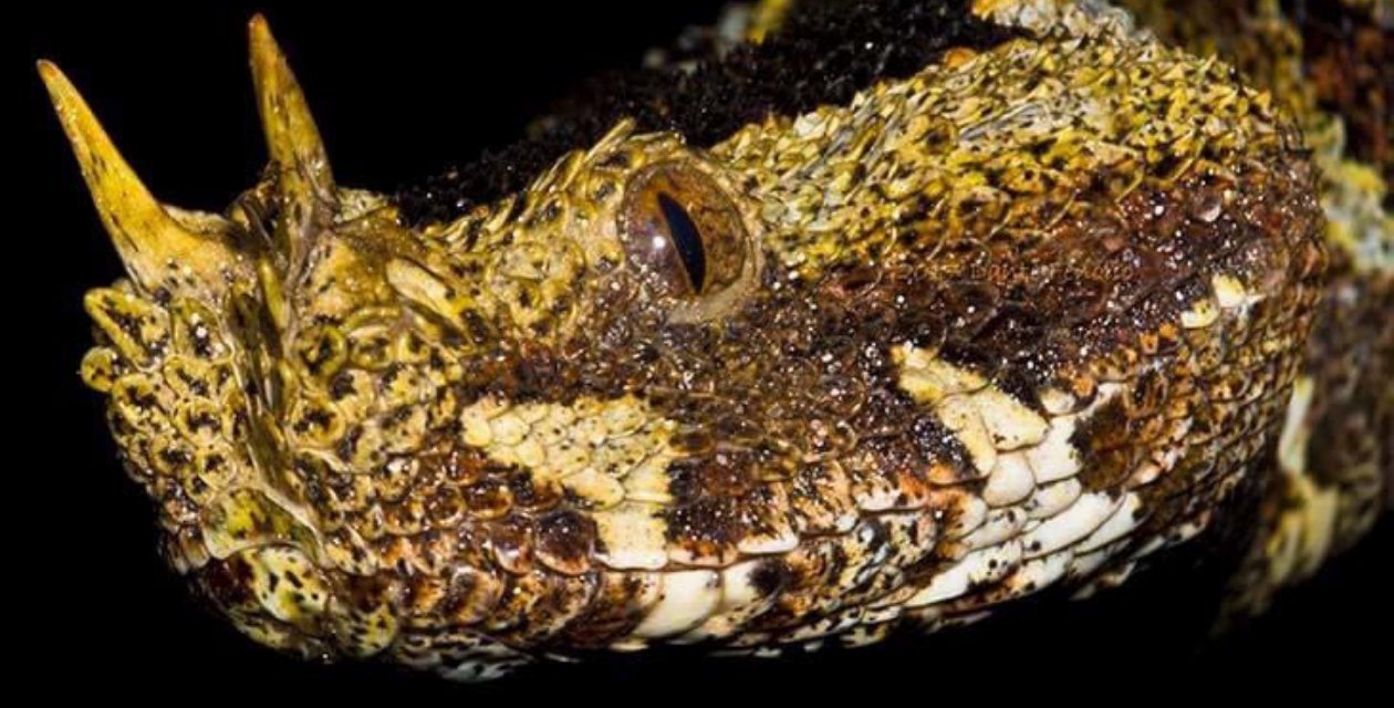 Bu Yılan Adeta Karizmanın Engerekli Hali! Nerelerde Yaşar? Harika Doğal Yaşam Fotoğrafları