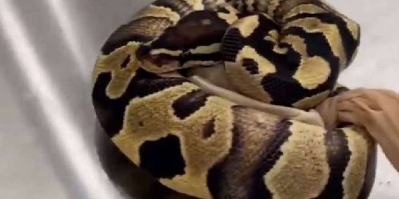 Gümrükte akılalmaz olay: Cebinden 14 adet 'canlı yılan' çıktı: Yılanları görenler şaşırdı...