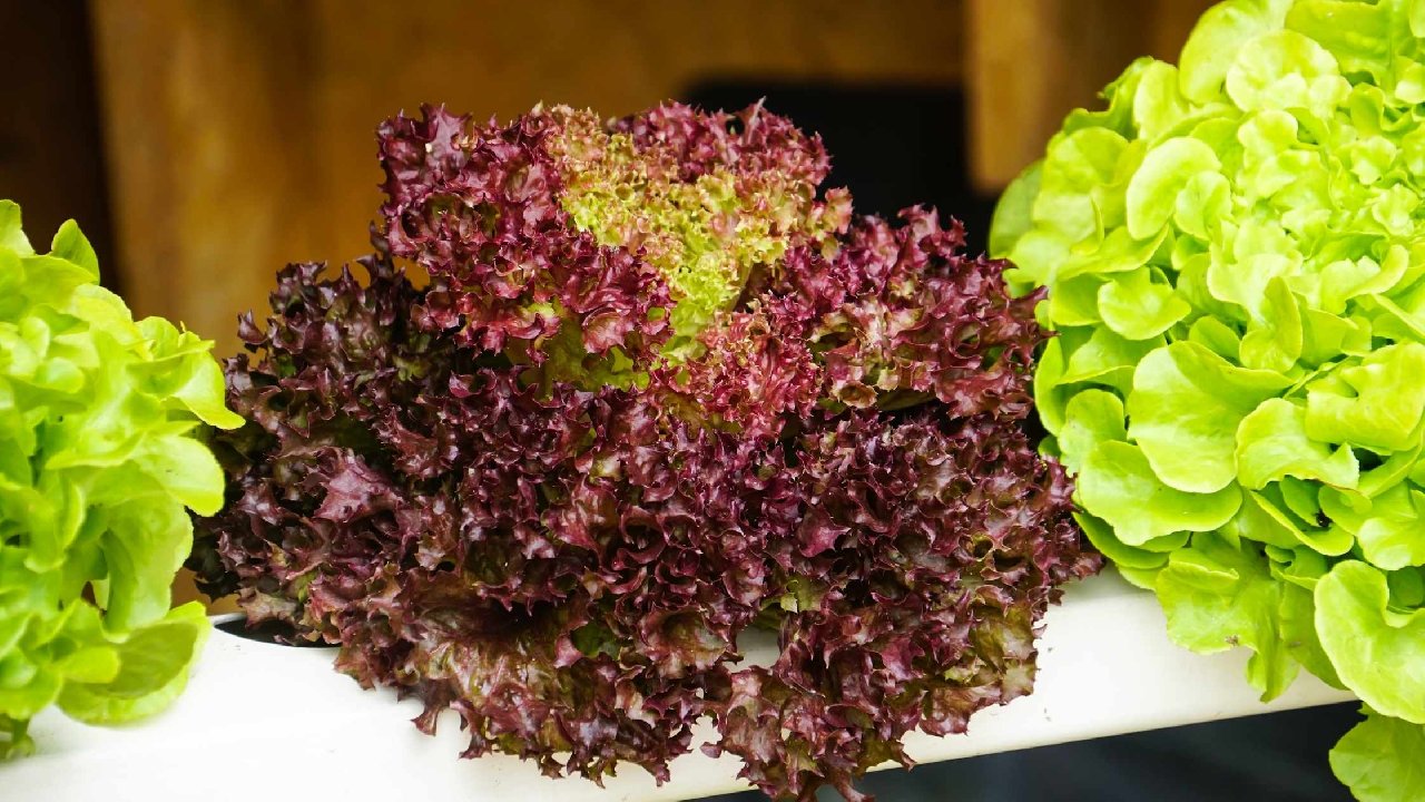 İçindeki su miktarı ile yaz aylarında su ihtiyacınızı karşılıyor! Hızlı yaşlanmayı önlüyor!