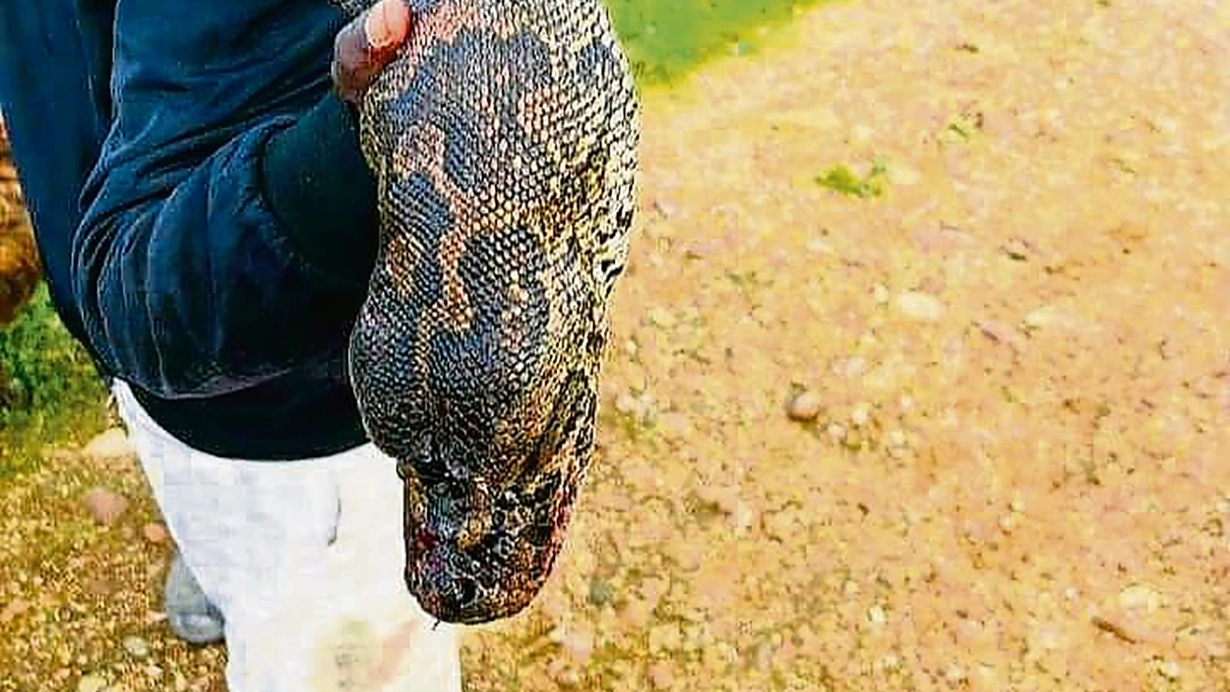 Dört yaşındaki çocuğun kaybolduğu bölgede bulundu... Tam 4 metre boyunda!
